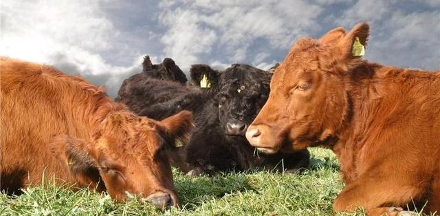 问牛知马，探索文学中的逻辑谜题