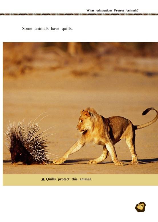 智力谜:适者生存