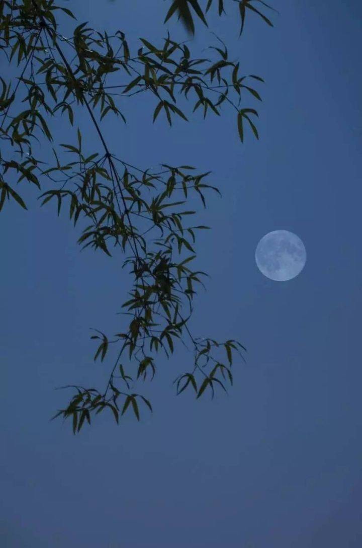 谜语时光，疏梅横斜水清浅，瘦竹低垂月未央