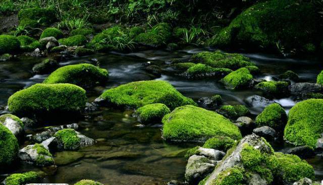 口头谜:频苔嫩色涵波绿