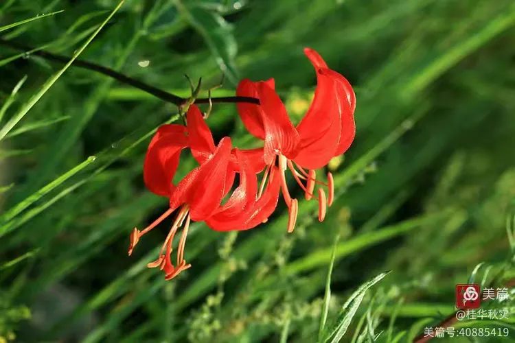 谜语变体，红觉山丹冒雨开