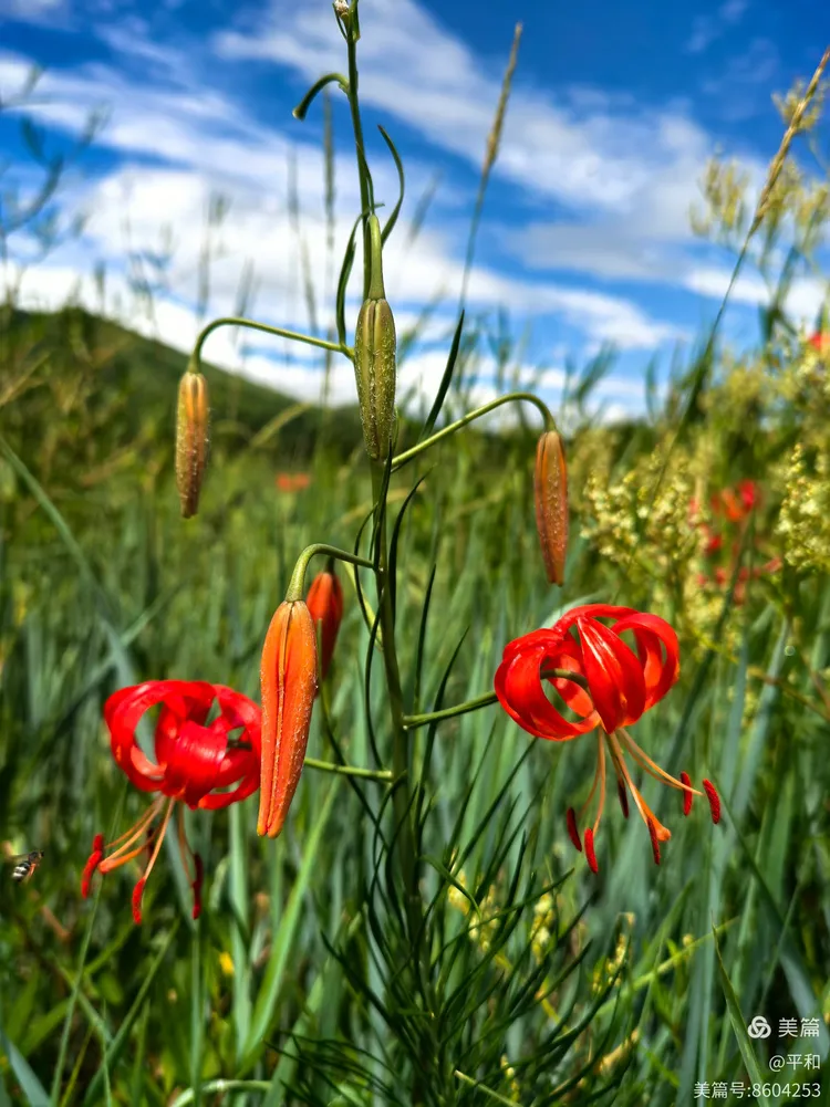 谜语起源，红觉山丹冒雨开