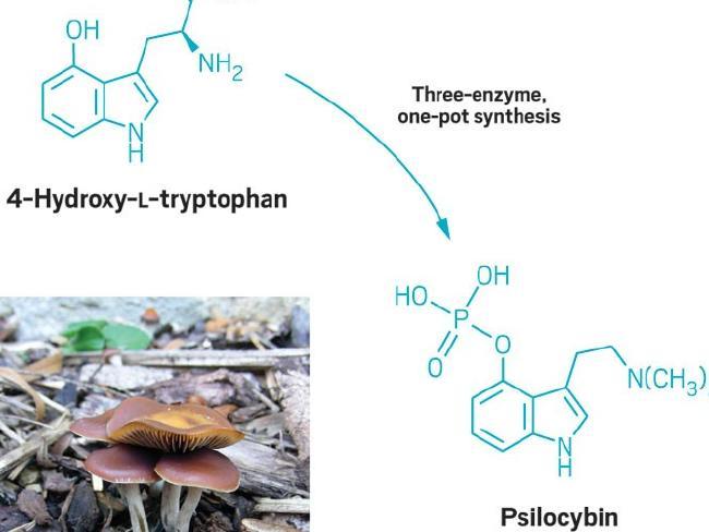 文字谜，時長菇素，等閑人物。漠漠郁金香在臂