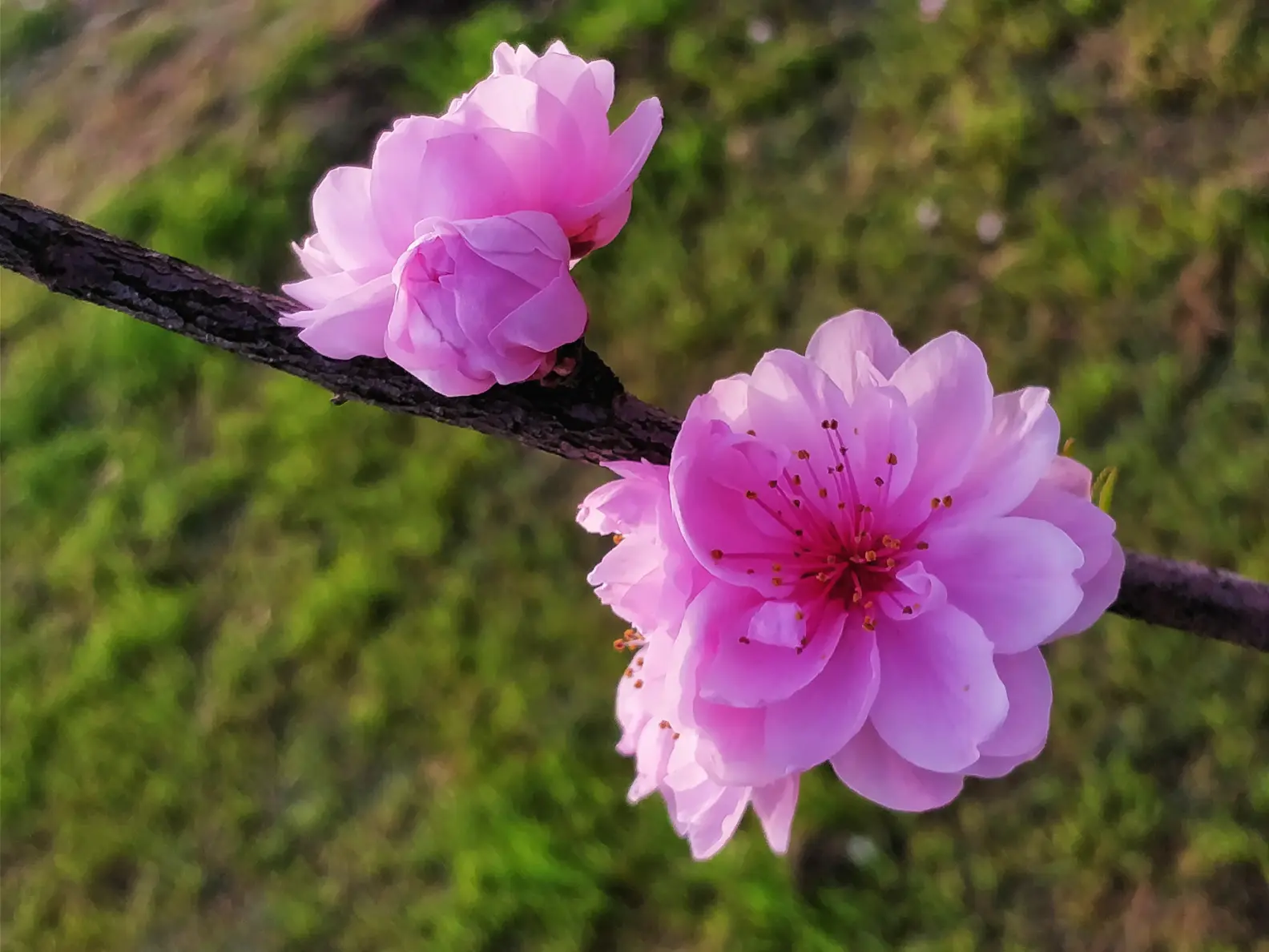 谜语大全，春花怒放