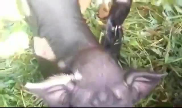 谜面:鼠钻牛角—文学教育的深度探索