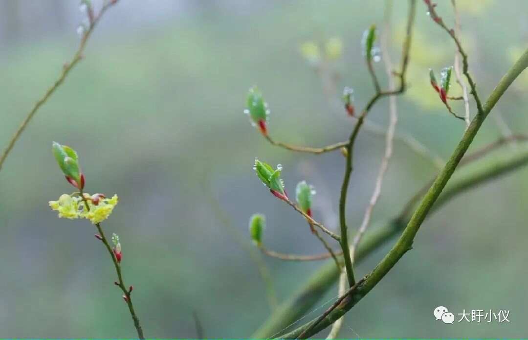 谜语测试，今期马虎牛出特，春风豆营抽新绿