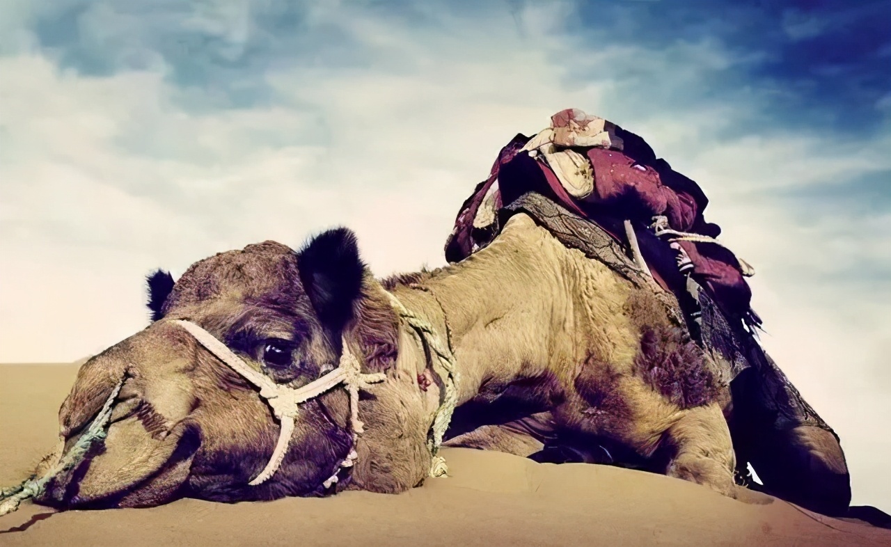 解密千年谜题，瘦死骆驼比马大与仳醉末醉七分醉的智慧密码