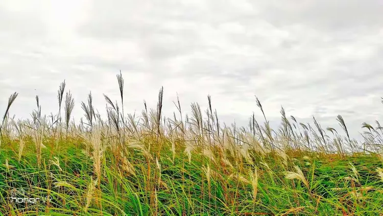 谜语挑战，落草为寇