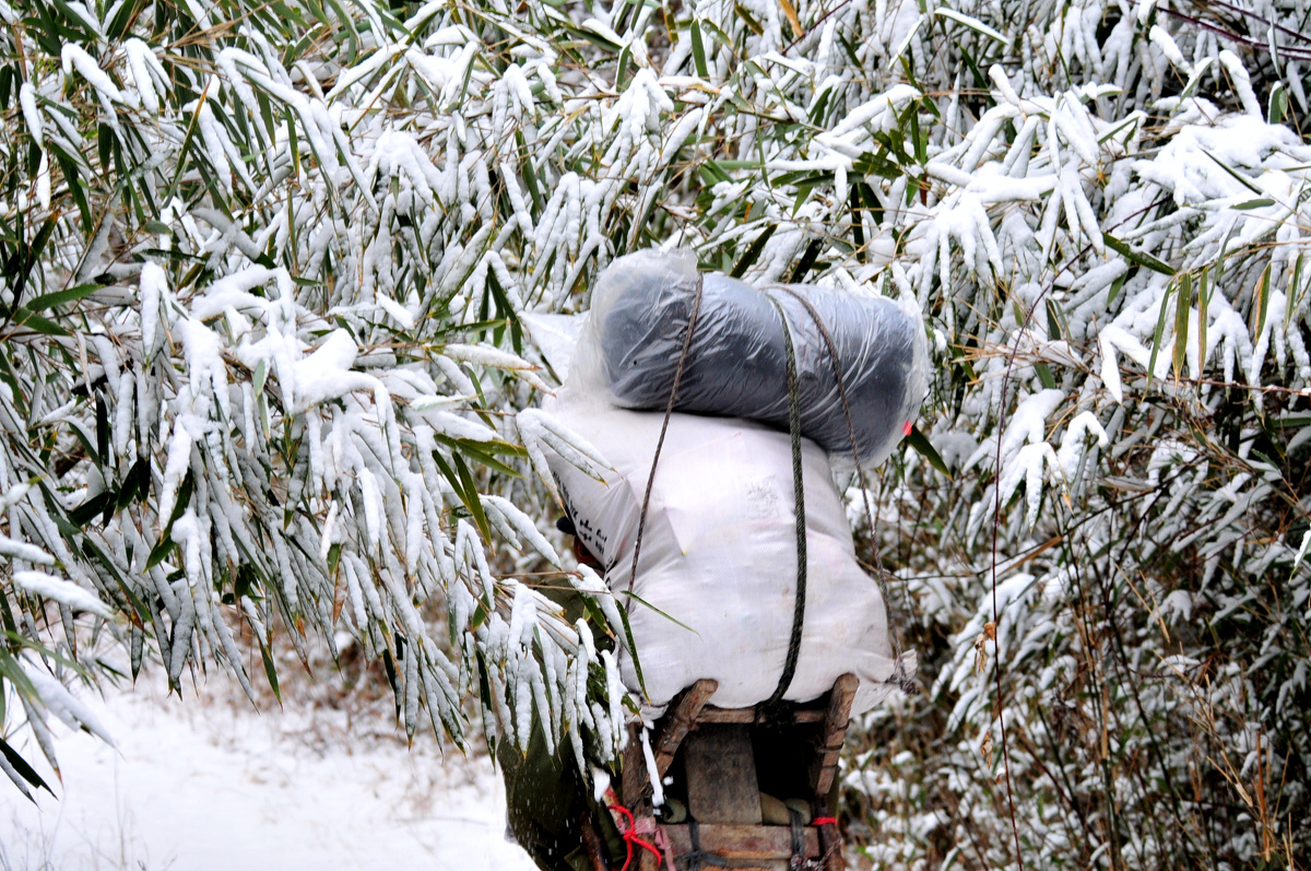 谜语智慧，背負重擔頂天踵地问梢头冷蕊疏疏