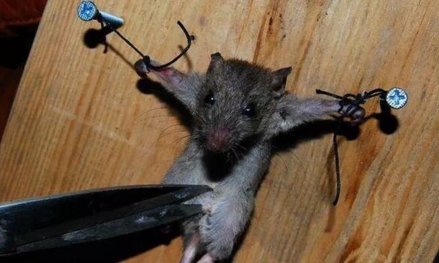 谜语教育，探索鼠钻牛角的深层含义