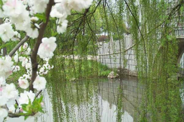 谜语吸引力:无心插柳柳成荫