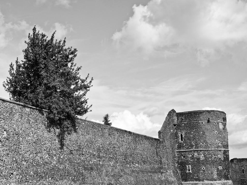 谜语解构，适者生存