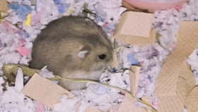 谜语习俗:鼠钻牛角