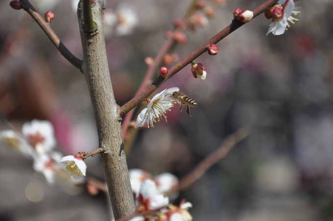 谜语发展，疏梅横斜水清浅，瘦竹低垂月未央