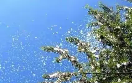 飞絮谜题中的生肖密码，一场跨越千年的文化解码-三五飞絮沾衣裳 猜一精准生肖