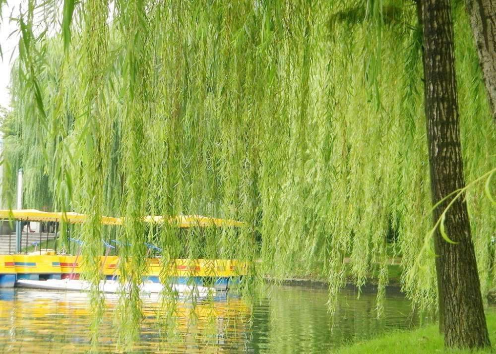 谜语魅力探秘，无心插柳柳成荫的文学吸引力