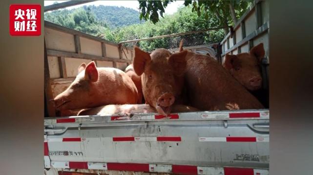 谜语学术:猪棚鸡棚半六九相伴三车轻郎马聪伴六三九中