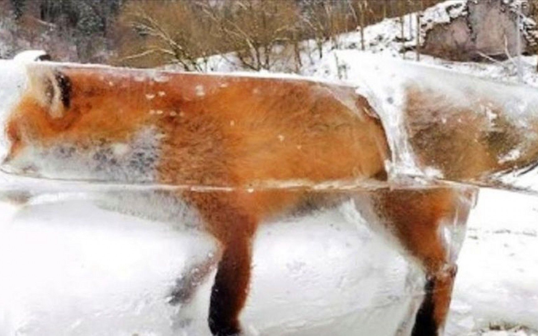 字谜探秘，欲钱买冰冻三尺的动物背后的文化密码