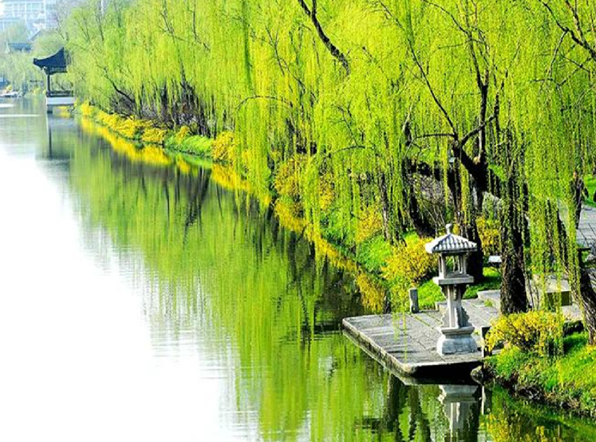 谜语聚会，无心插柳柳成荫—文学之美与智慧的碰撞