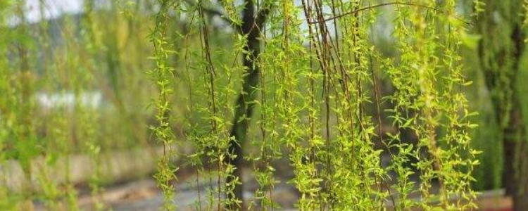 谜语聚会，无心插柳柳成荫—文学之美与智慧的碰撞