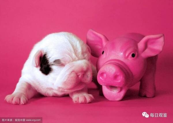 谜语社群，常见之物是猪狗，马带龙跑蛇缠身