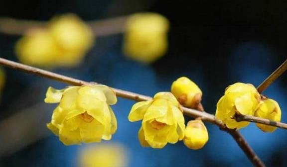 龙凤呈祥600免费资料，解锁千年吉祥密码，开启人生好运新篇章