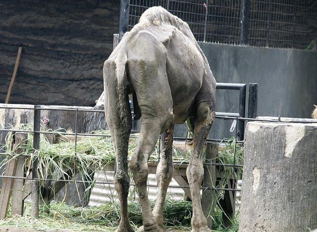 谜趣，瘦死骆驼比马大，仳醉末醉七分醉